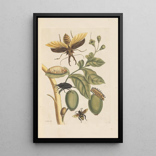 Maria Sibylla Merian - Dissertation sur la generation et les transformations des insectes de Surinam Pl35.webp