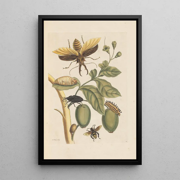 Disertación sobre la generación y las transformaciones de los insectos de Surinam Pl35 - Maria Sibylla Merian — cuadro enmarcado en la pared