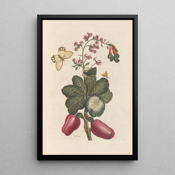 Disertación sobre la generación y las transformaciones de los insectos de Surinam Pl36 - Maria Sibylla Merian — cuadro enmarcado en la pared