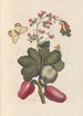 Dissertation on the generation and transformations of insects from Suriname Pl36 - Maria Sibylla Merian — artwork view