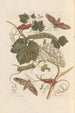 Dissertation sur la génération et les transformations des insectes de Surinam Pl37 - Maria Sibylla Merian — artwork view