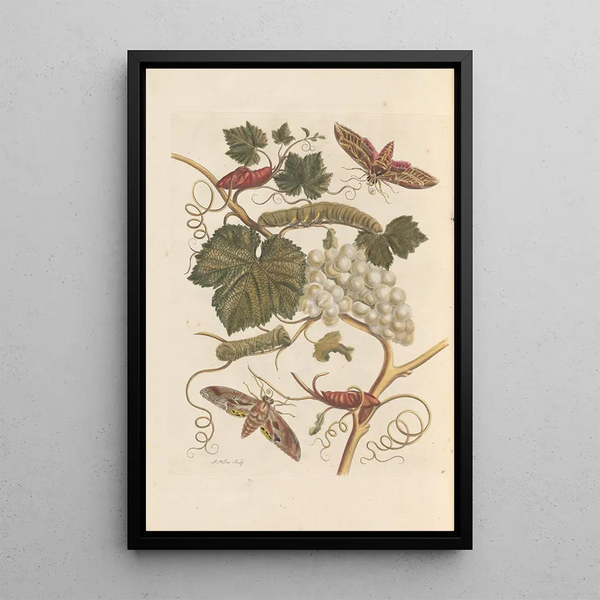 Disertación sobre la generación y las transformaciones de los insectos de Surinam Pl37 - Maria Sibylla Merian — cuadro enmarcado en la pared