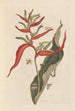 Disertación sobre la generación y las transformaciones de los insectos de Surinam Pl39 - Maria Sibylla Merian — vista de la obra
