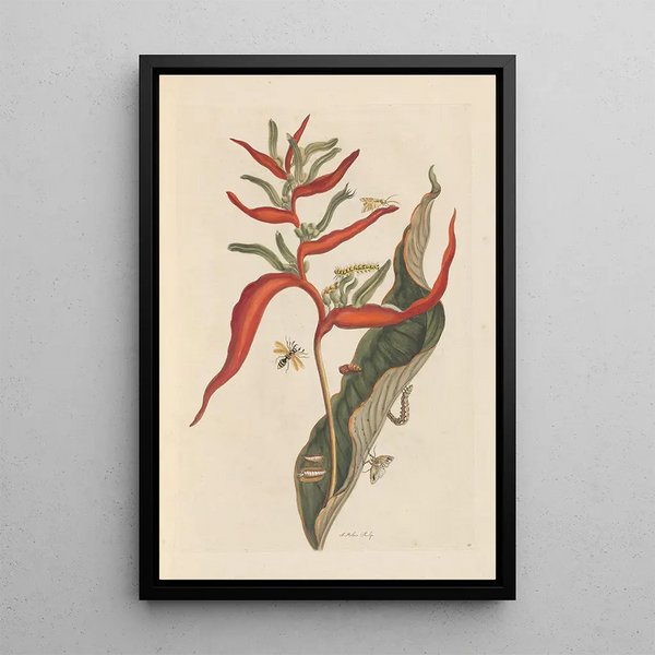 Disertación sobre la generación y las transformaciones de los insectos de Surinam Pl39 - Maria Sibylla Merian — cuadro enmarcado en la pared