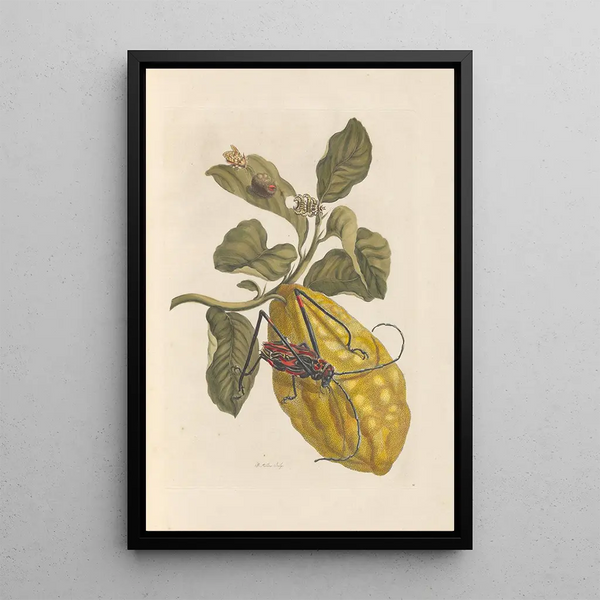 Disertación sobre la generación y las transformaciones de los insectos de Surinam Pl40 - Maria Sibylla Merian — cuadro enmarcado en la pared