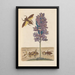 Disertación sobre la generación y las transformaciones de los insectos de Surinam Pl41 - Maria Sibylla Merian — cuadro enmarcado en la pared