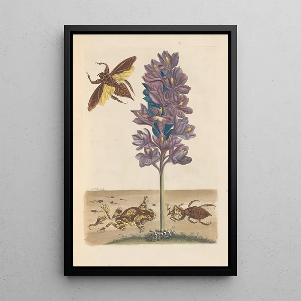 Disertación sobre la generación y las transformaciones de los insectos de Surinam Pl41 - Maria Sibylla Merian — cuadro enmarcado en la pared