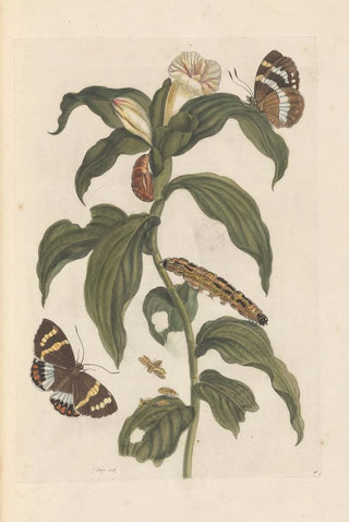 Maria Sibylla Merian - Dissertation sur la generation et les transformations des insectes de Surinam Pl44.webp