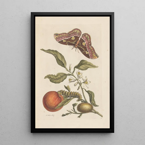 Disertación sobre la generación y las transformaciones de los insectos de Surinam Pl46 - Maria Sibylla Merian — cuadro enmarcado en la pared