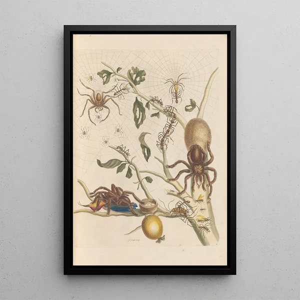 Disertación sobre la generación y las transformaciones de los insectos de Surinam Pl50 - Maria Sibylla Merian — cuadro enmarcado en la pared