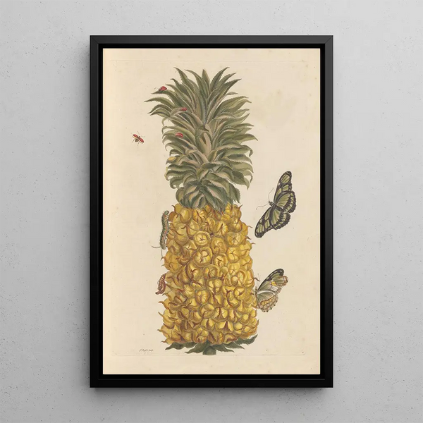 Disertación sobre la generación y las transformaciones de los insectos de Surinam Pl52 - Maria Sibylla Merian — cuadro enmarcado en la pared