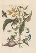 Disertación sobre la generación y las transformaciones de los insectos de Surinam Pl70 - Maria Sibylla Merian — vista de la obra