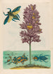 Eichhornia crassipes - Maria Sibylla Merian — vista de la obra