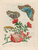 Grenadier - Maria Sibylla Merian — vista de la obra