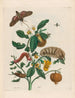 Guajare - Maria Sibylla Merian — vista de la obra
