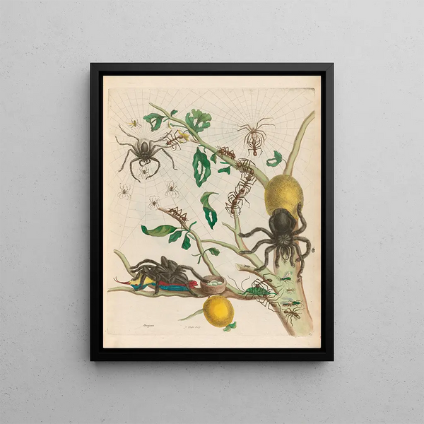 Maria Sibylla Merian - Guajave.webp