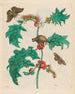 Macca - Maria Sibylla Merian — vista de la obra