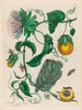 Marquiaas - Maria Sibylla Merian — vista de la obra