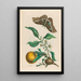 Oranger - Maria Sibylla Merian — cuadro enmarcado en la pared