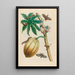 Papaya - Maria Sibylla Merian — cuadro enmarcado en la pared