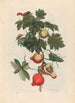 Pomme de Sodome - Maria Sibylla Merian — vista de la obra