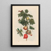 Pomme de Sodome - Maria Sibylla Merian — cuadro enmarcado en la pared