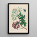 de ciruelo de América - Maria Sibylla Merian — cuadro enmarcado en la pared
