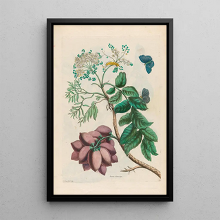 Maria Sibylla Merian - Prunier dAmerique.webp