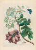 de ciruelo de América - Maria Sibylla Merian — vista de la obra