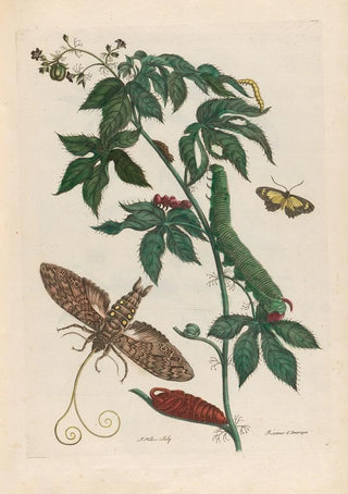 Maria Sibylla Merian - Ricinus dAmerique.webp