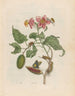 Rocher - Maria Sibylla Merian — vista de la obra