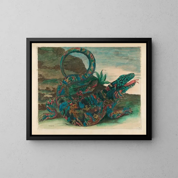 de salvaguarda - Maria Sibylla Merian — cuadro enmarcado en la pared