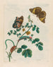 Perlas dormidas - Maria Sibylla Merian — vista de la obra