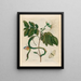 Wycke Bockies - Maria Sibylla Merian — framed artwork on a wall