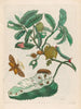 Bolsa de ácido - Maria Sibylla Merian — vista de la obra