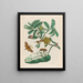 Bolsa de ácido - Maria Sibylla Merian — cuadro enmarcado en la pared