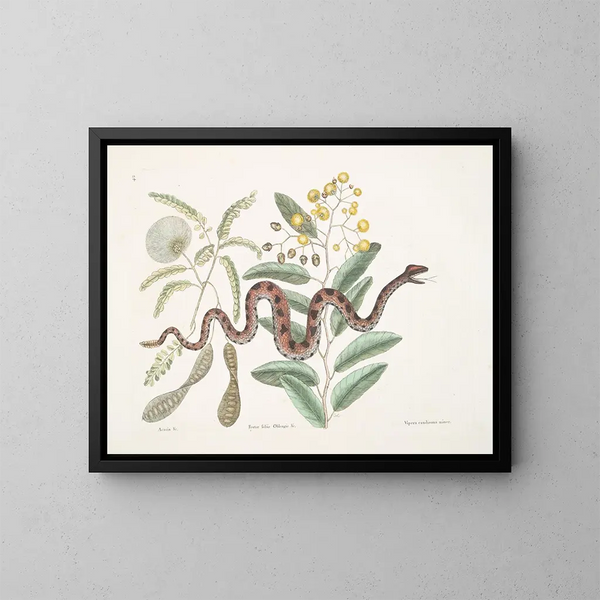 Acacia and fruit tree, shrubbery with oblong leaves and viper with minor rattlesnake tail - Mark Catesby — framed artwork on a wall