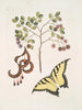 Acacia de hojas más grandes Papilio journal, primero el más grande - Mark Catesby — vista de la obra