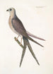 Accipiter cauda forcipata furcata El Halcón de cola de golondrina - Mark Catesby — vista de la obra
