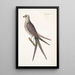 Accipiter cauda forcipata furcata El Halcón de cola de golondrina - Mark Catesby — cuadro enmarcado en la pared
