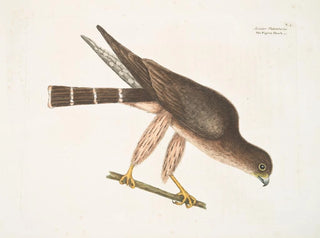 Mark Catesby - Accipiter Palumbarius The PigeonHawk.webp