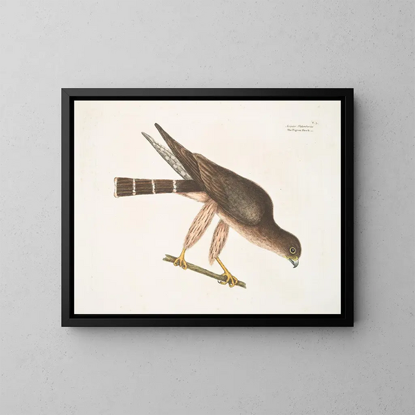 The falcon of the woodpigeons - Mark Catesby — framed artwork on a wall