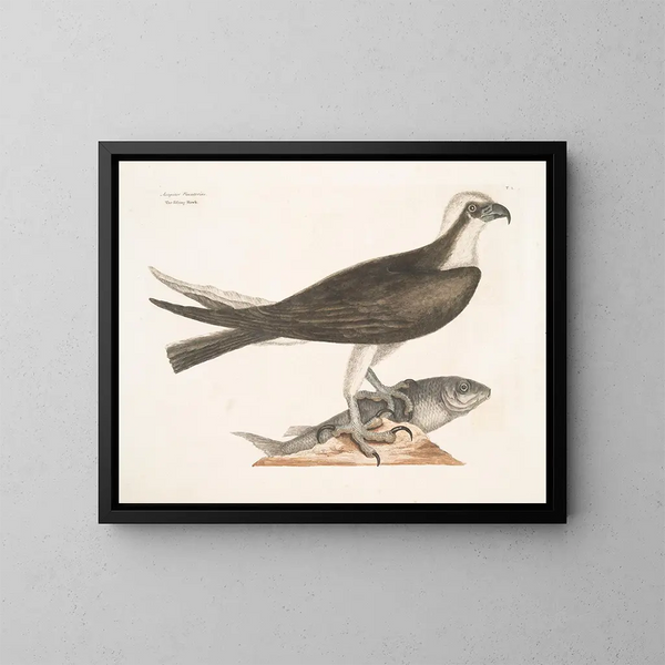 The falconer - Mark Catesby — framed artwork on a wall