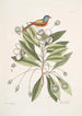 Althaea Alcea Floridana Le Loblolly-Bay Avis Tricolor Le Pinson peint - Mark Catesby — vista de la obra