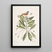 Althaea Alcea Floridana Le Loblolly-Bay Avis Tricolor Le Pinson peint - Mark Catesby — cuadro enmarcado en la pared