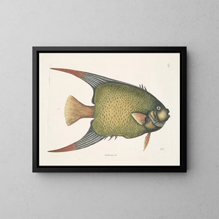 Mark Catesby - An Acarauna c The AngelFish.webp