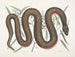 Un Recinoides y la corteza de Ilathera, Anguis y la serpiente de vientre cobre - Mark Catesby — vista de la obra