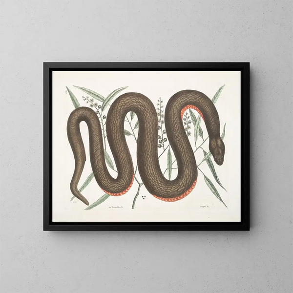 Un Recinoides and the bark of Ilathera, Anguis, and the copper-bellied snake - Mark Catesby — framed artwork on a wall