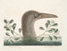 El gran loco de Bassano - Mark Catesby — vista de la obra