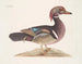 El pato de verano elegante - Mark Catesby — vista de la obra